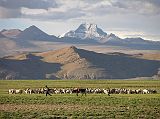 Tibet Kailash 11 Back 08 Shishapangma Checkpoint Shepherd with mountains behind